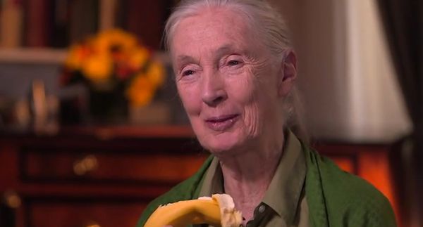 Documentary features newly discovered footage of Jane Goodall from 1960 is shockingly timely
