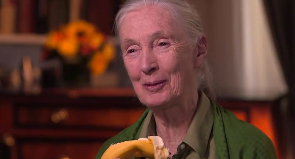 Documentary features newly discovered footage of Jane Goodall from 1960 is shockingly timely