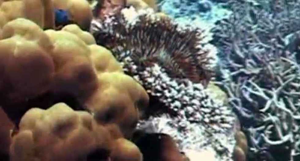 Great Barrier Reef's biggest threat today is coal: scientists