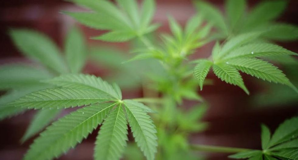 US marijuana arrests up for the first time last year despite growing sentiment that pot use is not a crime