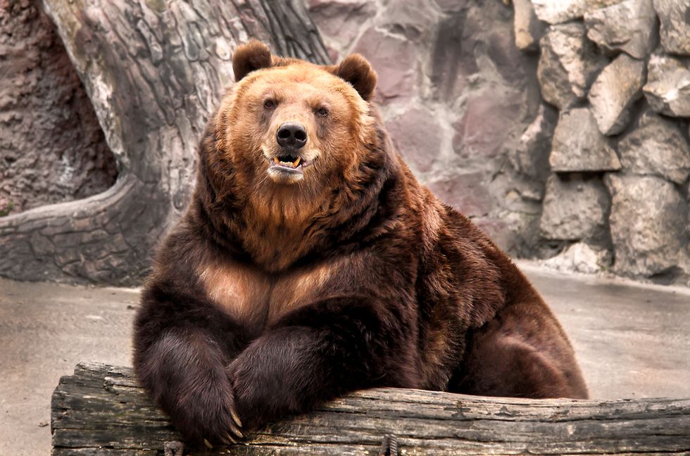 The Year of the Bear! World markets themes for the week ahead