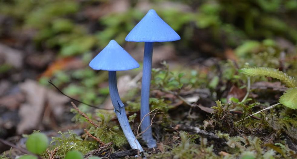 Neuroscientists: Shroom-induced brain rewiring could hold the key to fighting mental illness