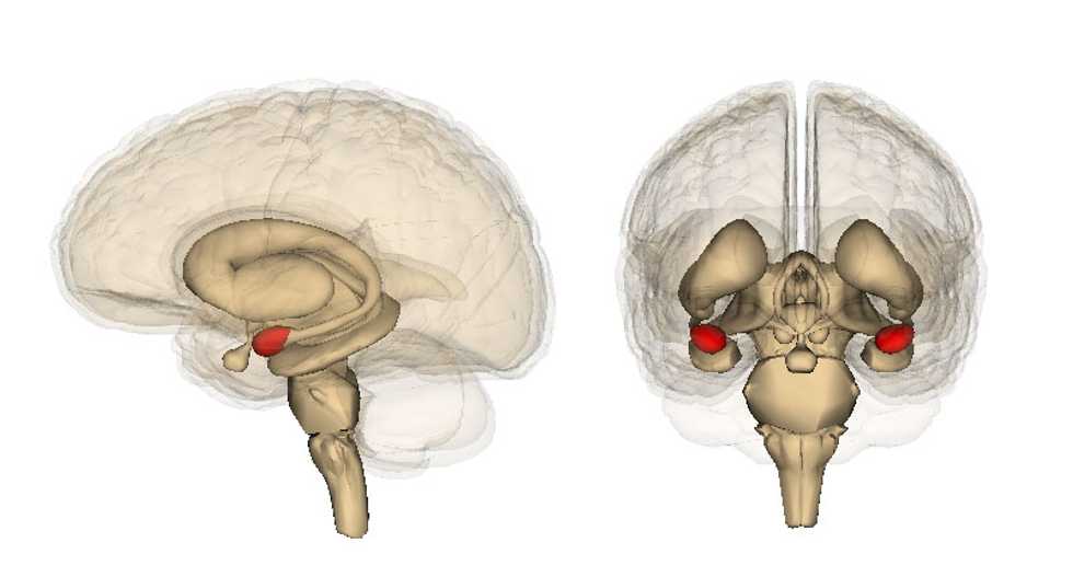 The neuroscience of Halloween: This ancient brain system makes horror possible