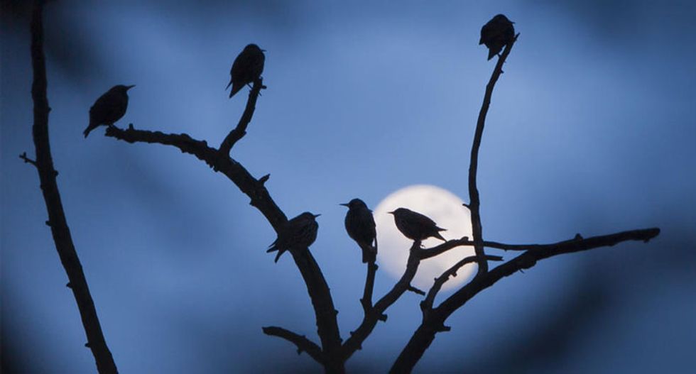 Not just the bees, first-of-its-kind study shows neonics may be killing birds too