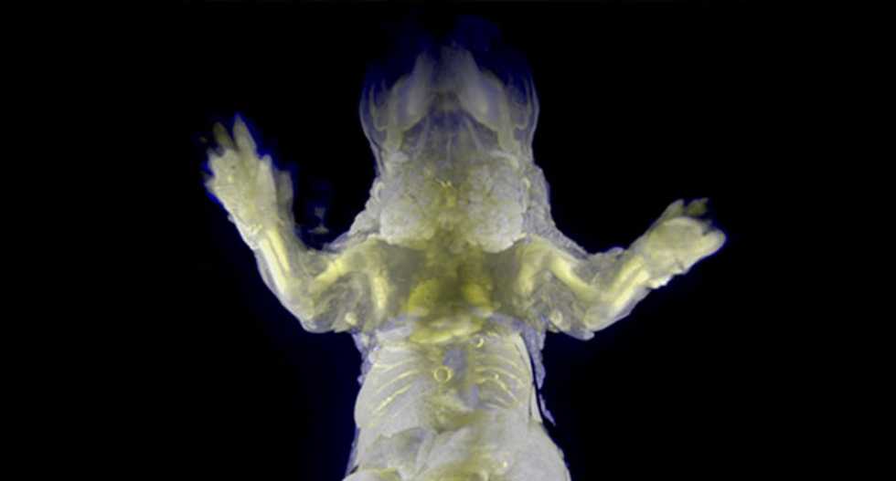Japan scientists make see-through mice