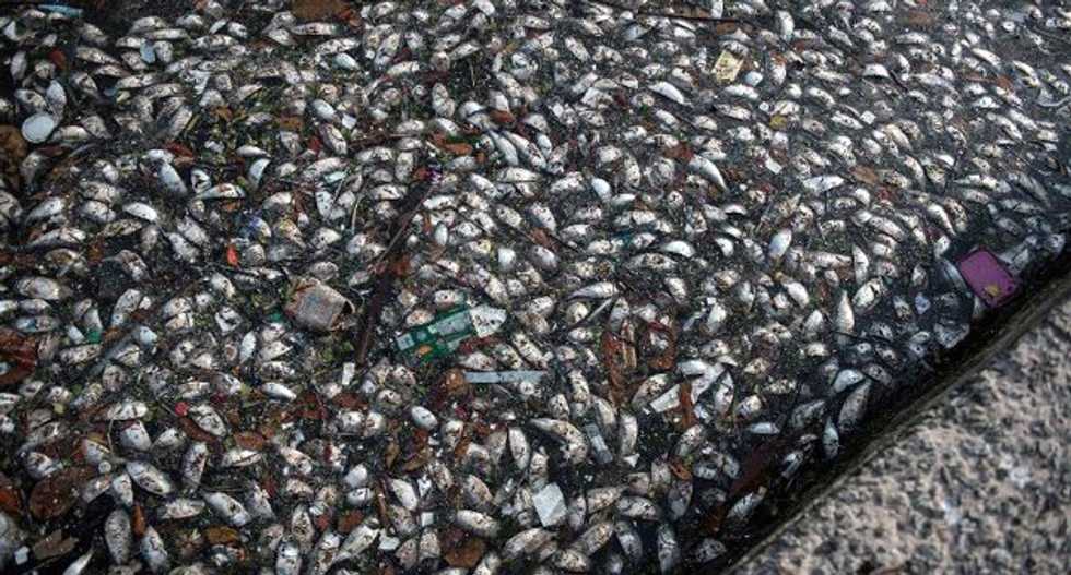 Thousands of dead fish in Rio's Olympic bay baffle scientists