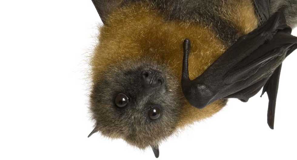 Competitive bats use noises to 'jam' each other's sonar when bug-hunting: scientists