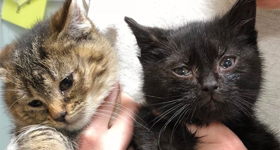Boston UPS driver rescues kittens as 'bomb cyclone' bears down on northeast