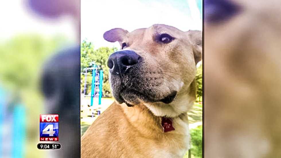 Missouri man charged after gunning down 14-year-old autistic girl's therapy dog
