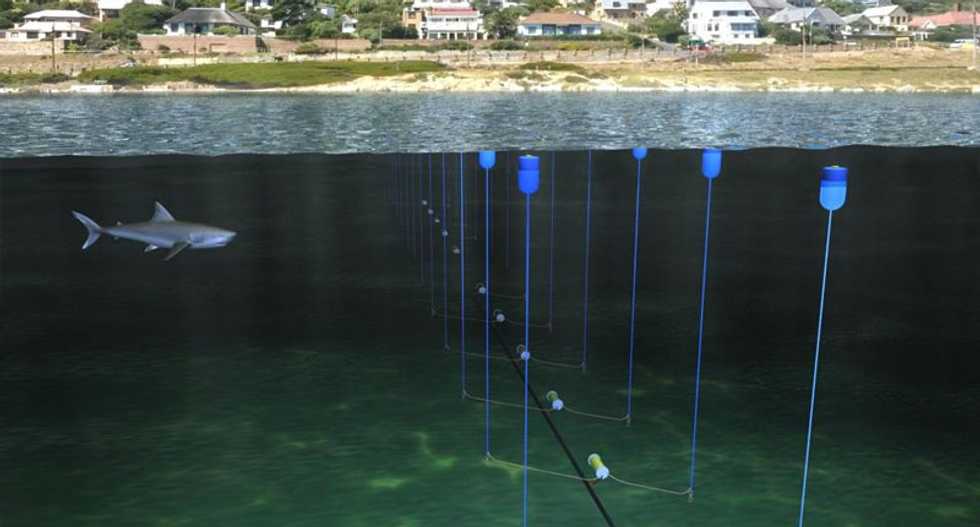 Hi-tech punch on nose for sharks could keep swimmers safe