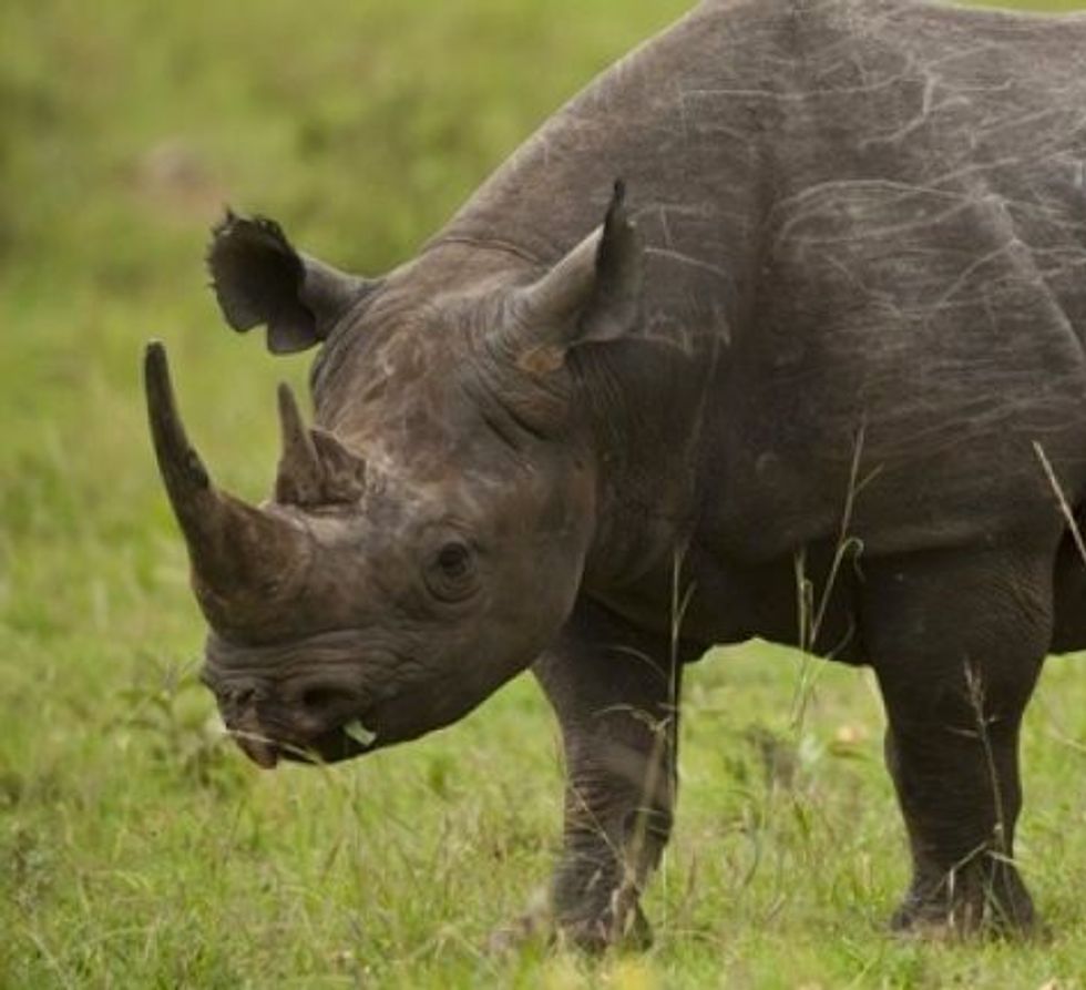 Child falls into rhinoceros pen, touched by animal's snout