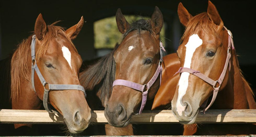 Modern breeding reduced horse diversity within centuries: study