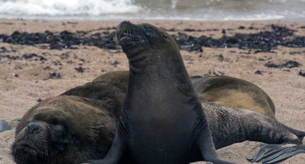 Bodies of 500 sea lions discovered on Peruvian beach