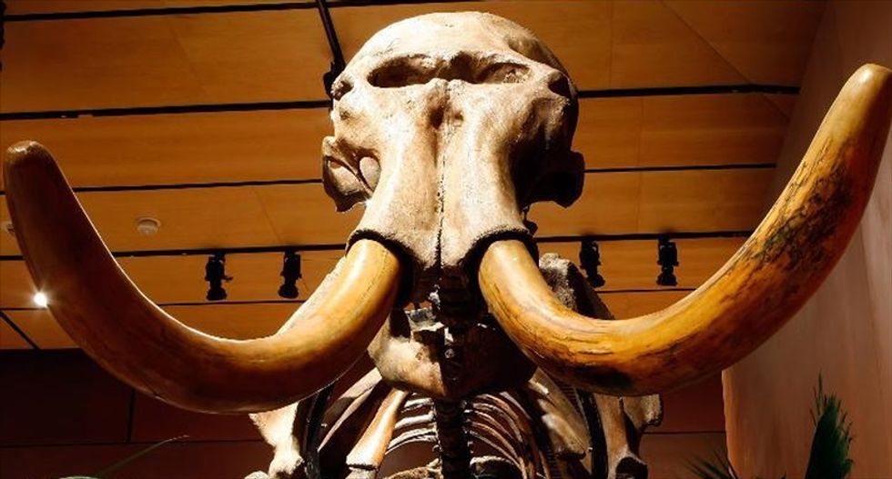 Mammoth species evolved away from one another but interbred to create new creatures