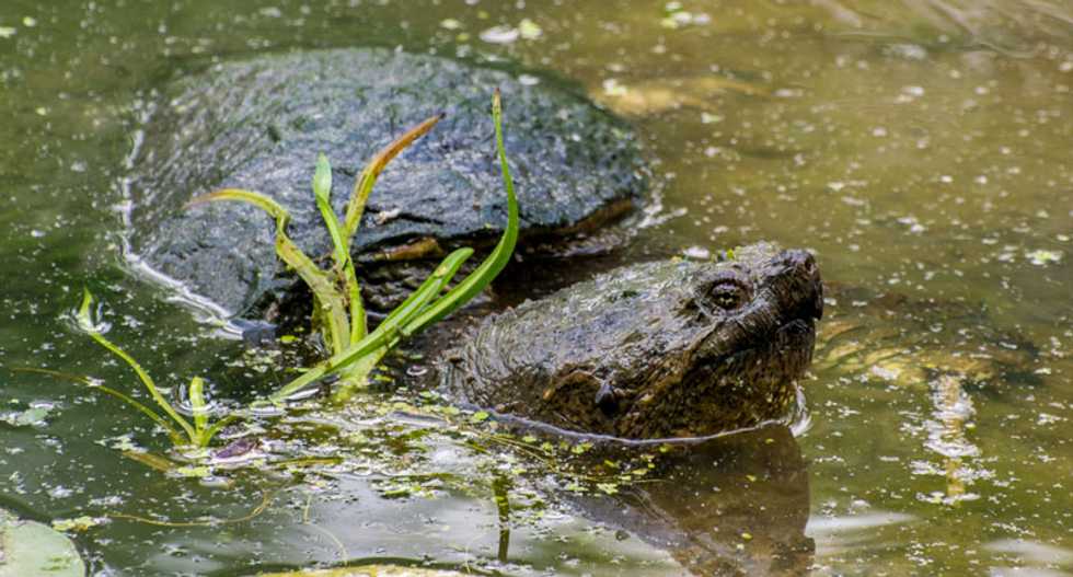 Bum-breathing turtles 'at risk of extinction'