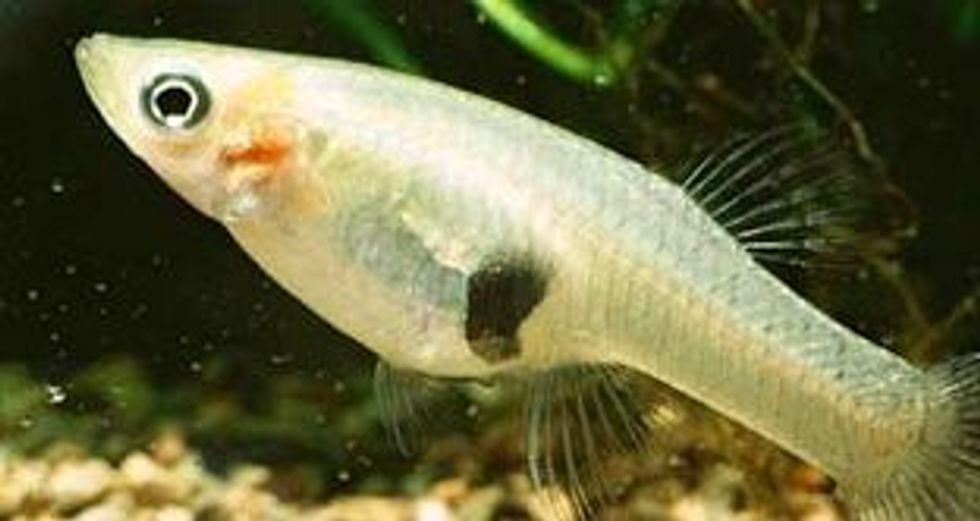 Female fish evolve bigger brains to escape males with bigger genitals forcing them to mate: study