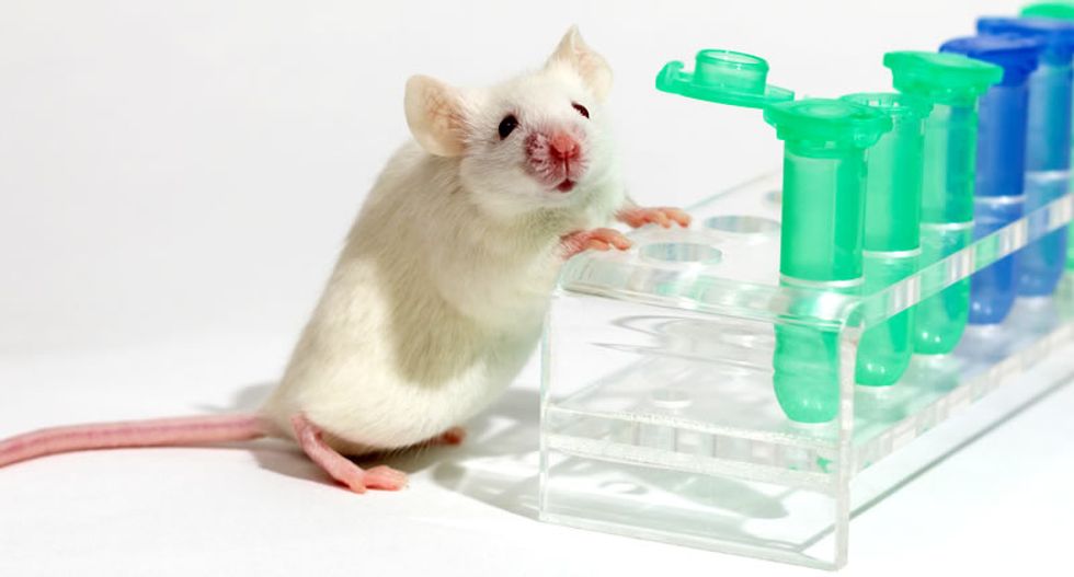 Mice with half-human brains four times smarter than their peers: scientists