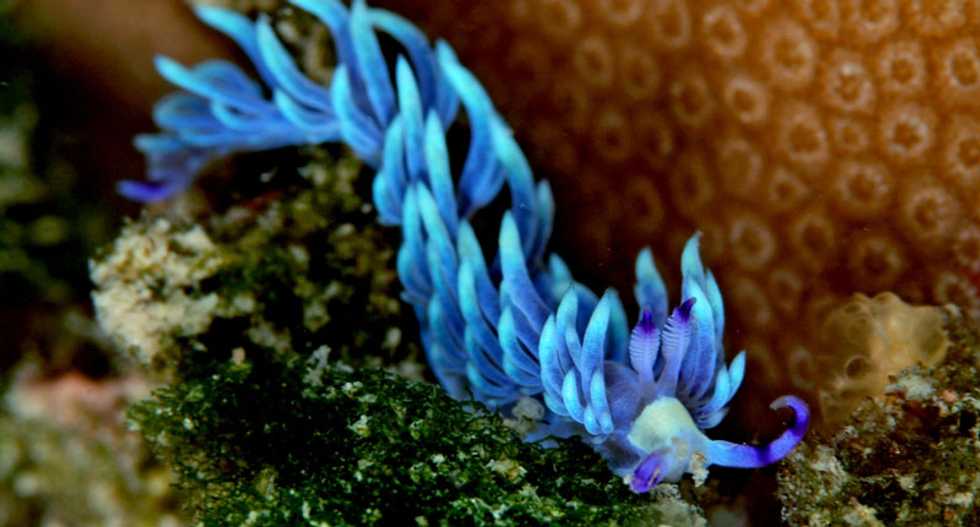 These bizarre creatures defy what we think we know about plants and animals