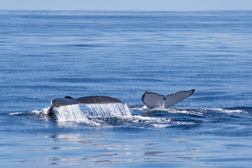 The real reason why you're suddenly seeing whales in NJ and NY waters