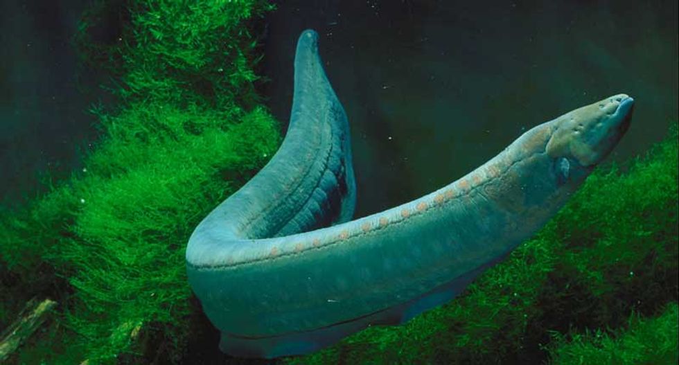 Electric eels can kill horses, new research confirms