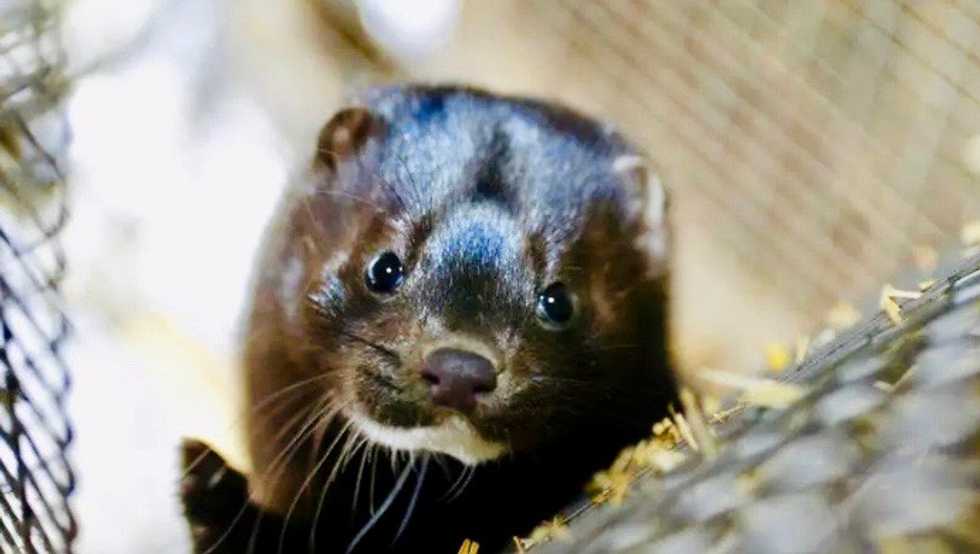 Dutch ban transport of mink after farm workers infected