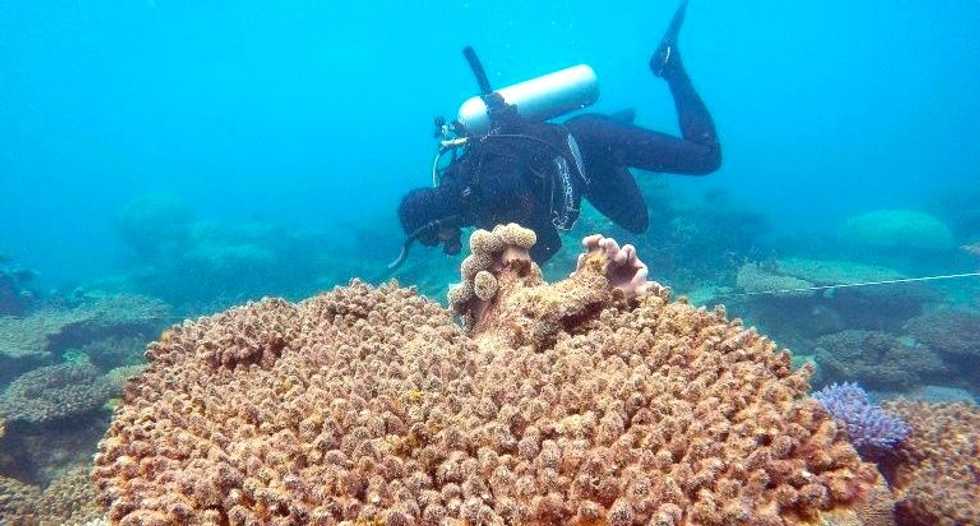 Record coral kill-off on Great Barrier Reef