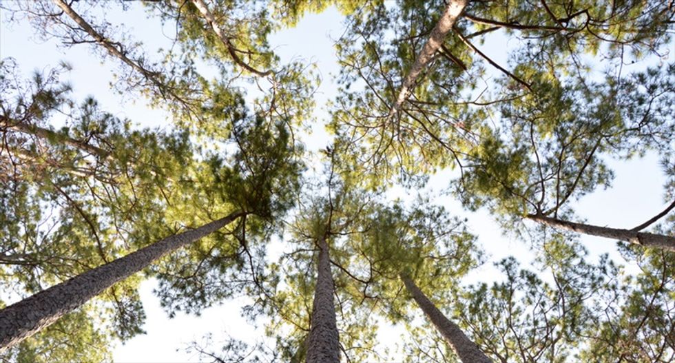 Trees are much better at creating clouds and cooling the climate than we thought