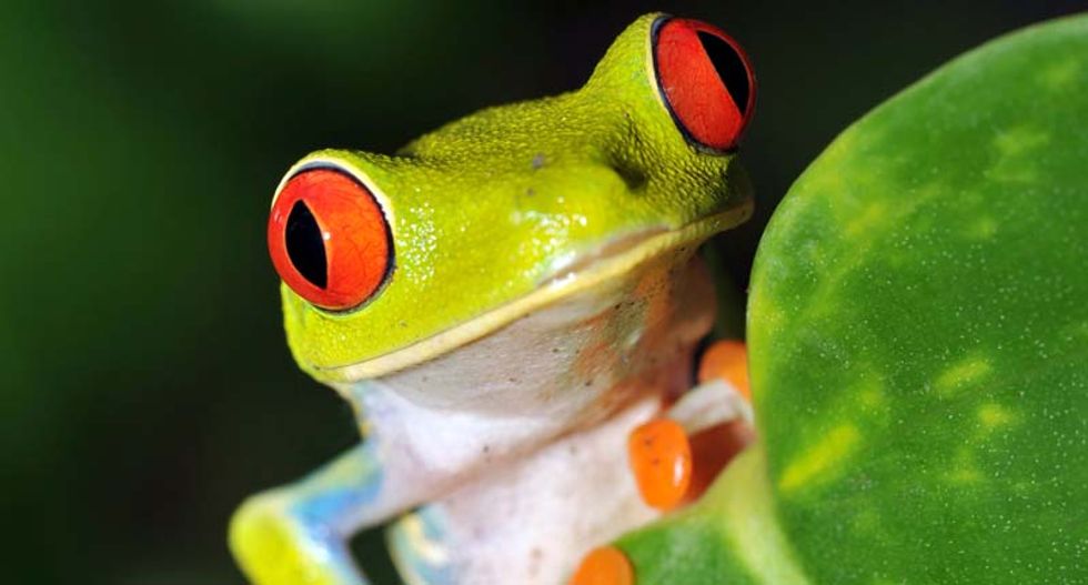 41% of amphibians may disappear as Earth faces sixth 'great extinction': study