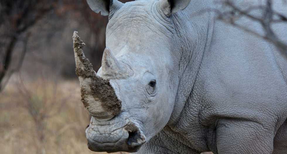 Rare white rhino dies at San Diego zoo, leaving only five on earth