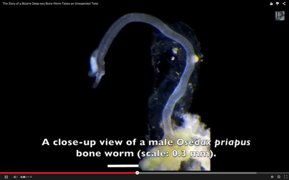 Unique new worm species has reversed its own evolution