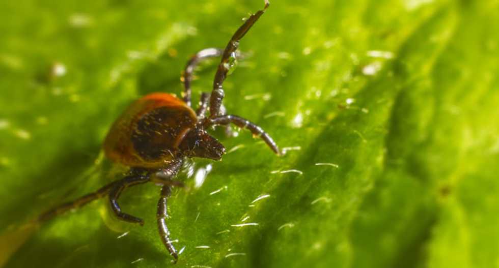 Newly discovered tick-borne 'Bourbon virus' responsible for the death of Kansas man: CDC