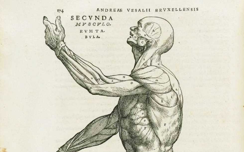 Our knowledge of human anatomy has advanced a lot in 500 years -- but not as much as you think