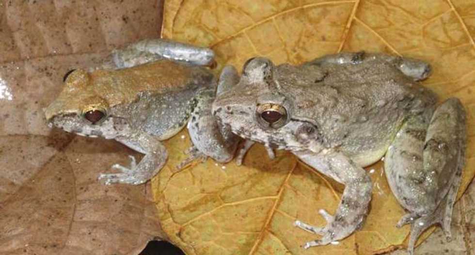 Scientists discover first known frog that gives birth to tadpoles instead of laying eggs
