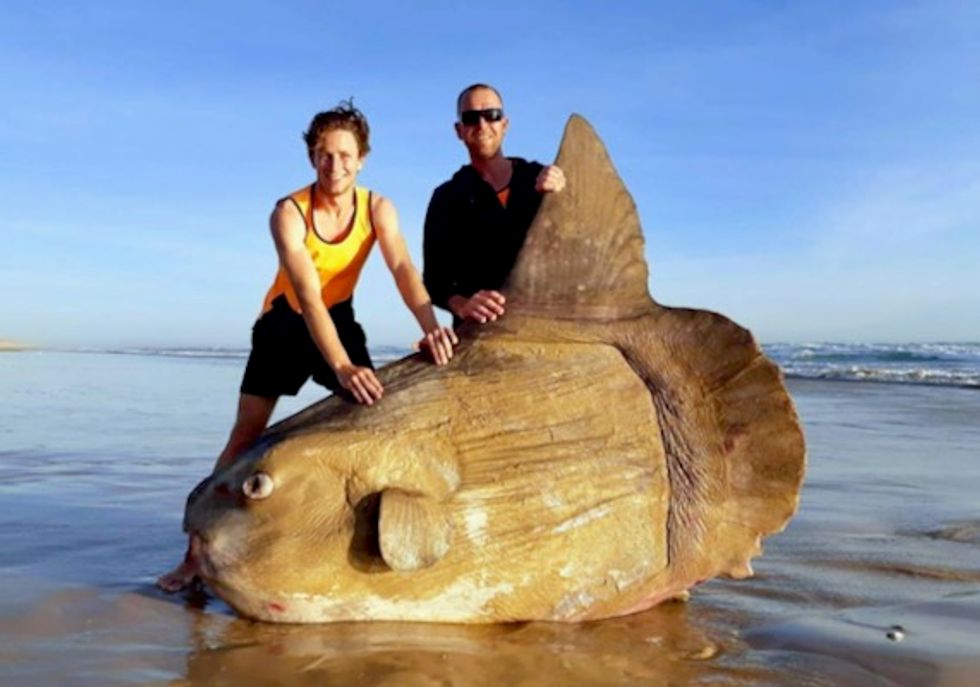 Boulder-sized sunfish washes ashore in Australia