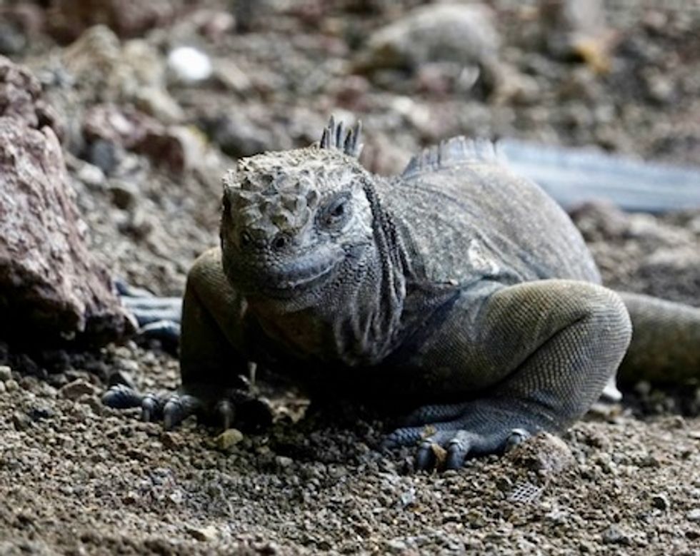Plastic microparticles threaten unique Galapagos fauna