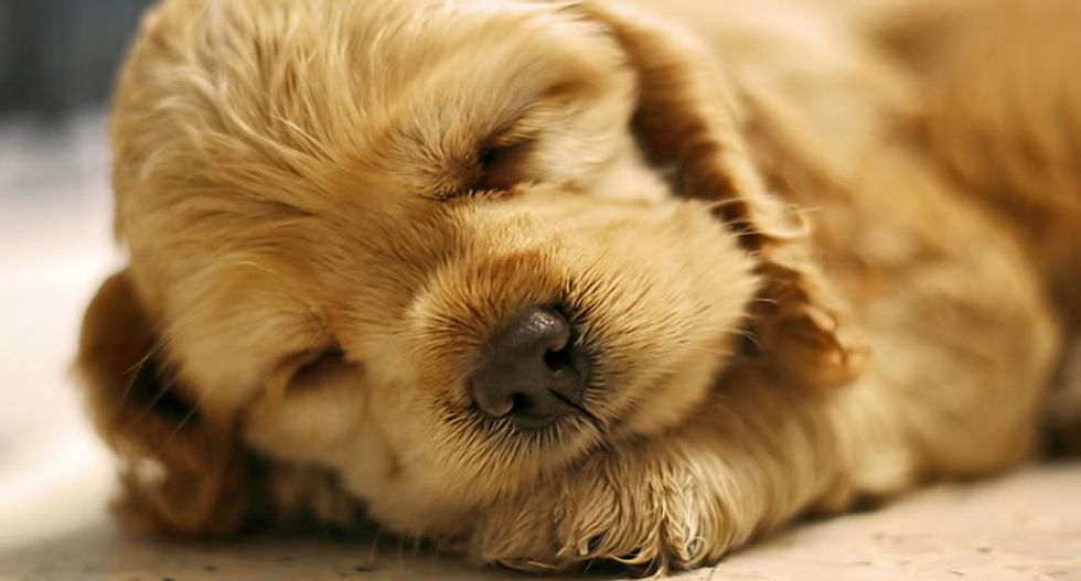 Colombian vet charged in US with smuggling heroin he implanted in puppies' bellies