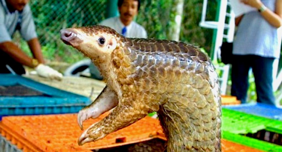 WTF is a pangolin? Fall in love with this sentient artichoke before it goes extinct