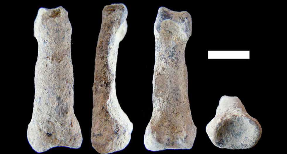Oldest human-like hand bone may help us understand the evolution of tool making
