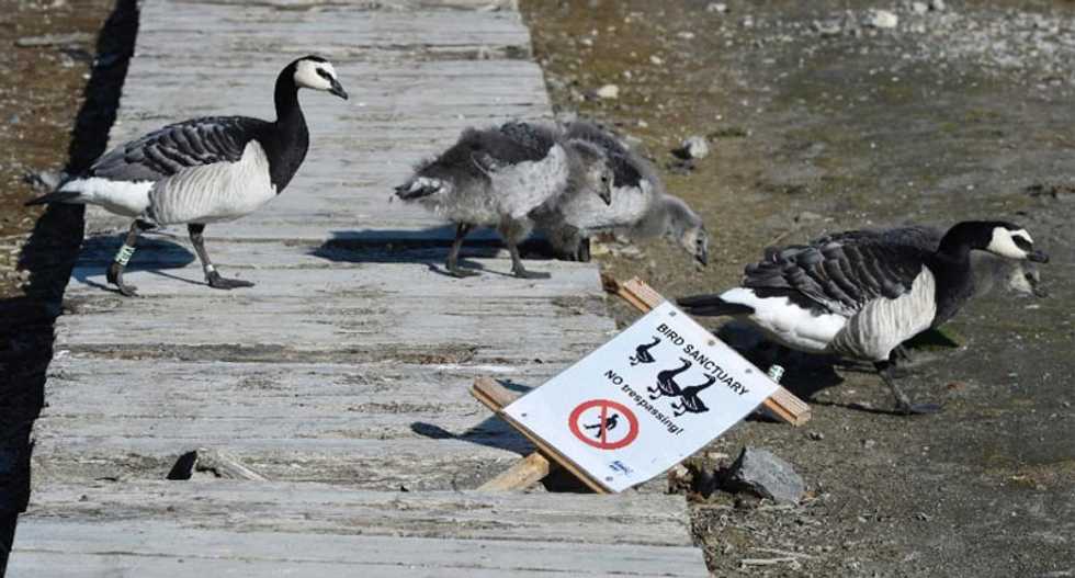 Adapt or die: How arctic animals cope with climate change