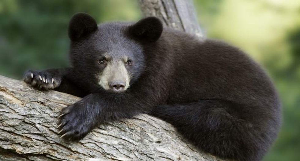 Colorado man charged with felonies for shooting black bear cubs