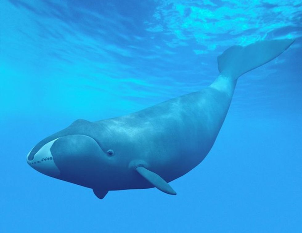Bowhead whales not only singers, but avid composers too