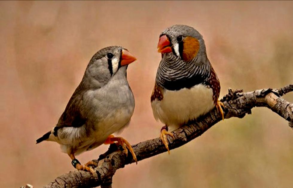 Birds might be able to see magnetic fields, thanks to special proteins in their retinas