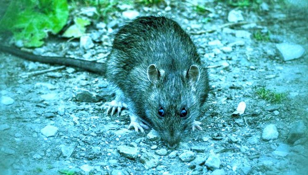 Diseased rat urine kills New Yorker in outbreak of rare illness