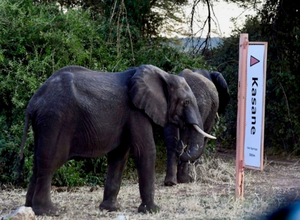 Elephants in Thailand 'broken' by being separated from their mothers and starved -- all for lucrative animal tourism