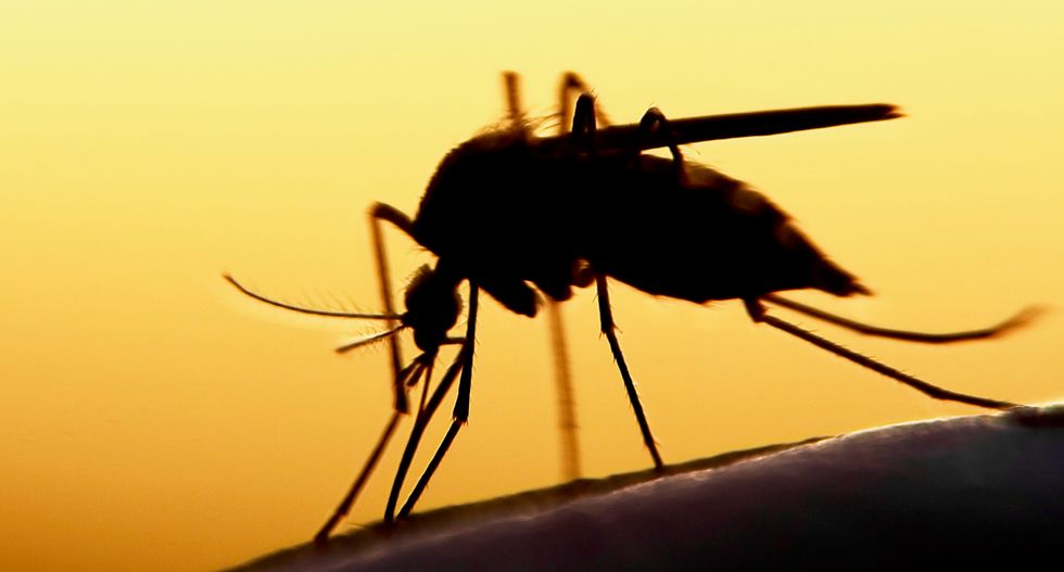 Breakthrough technique eradicates mosquitoes