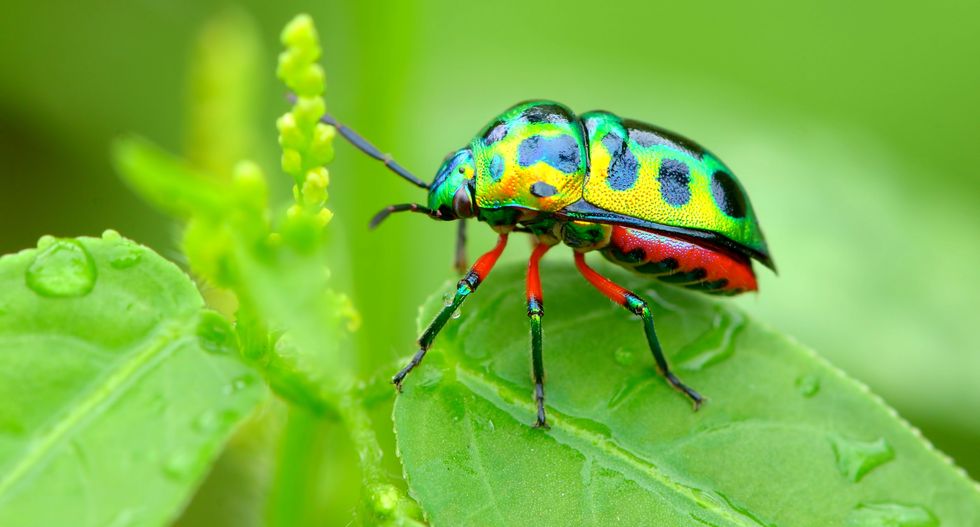 How did insects get their colours? Crystal-covered beetle discovery sheds light