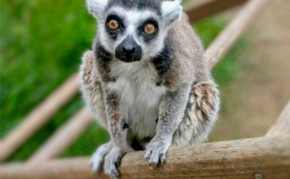 Hibernating lemurs may be the key to cryogenic sleep for human space travel