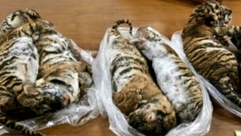 Seven dead tigers found in car in Vietnam