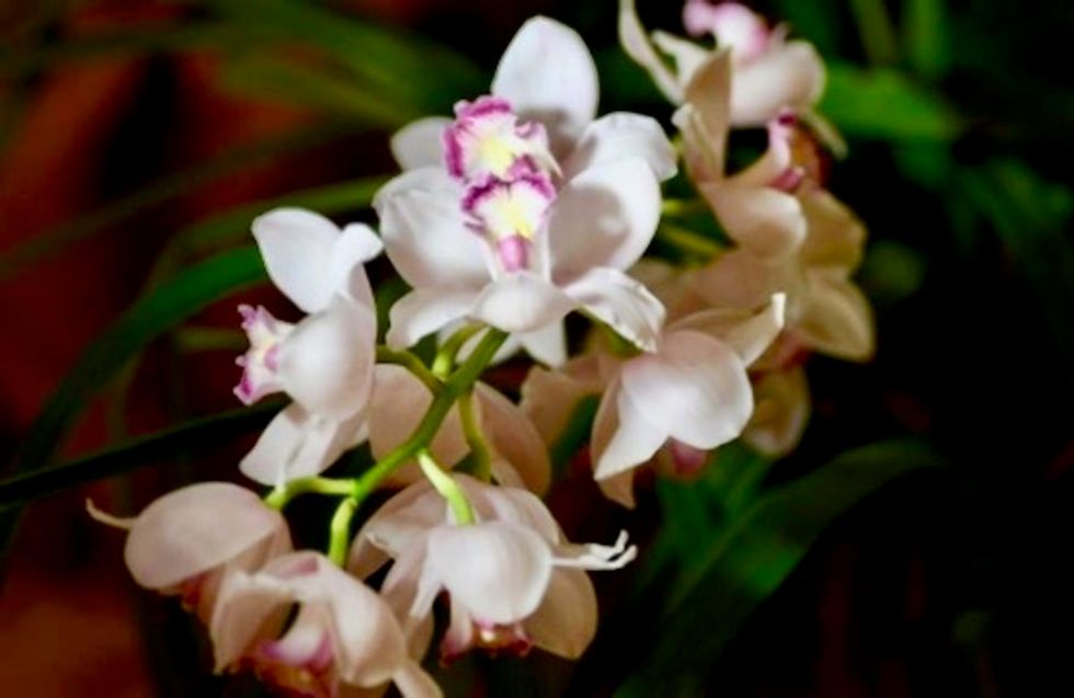 Austrian triathlete freed by kidnapper after she complimented him on his orchids