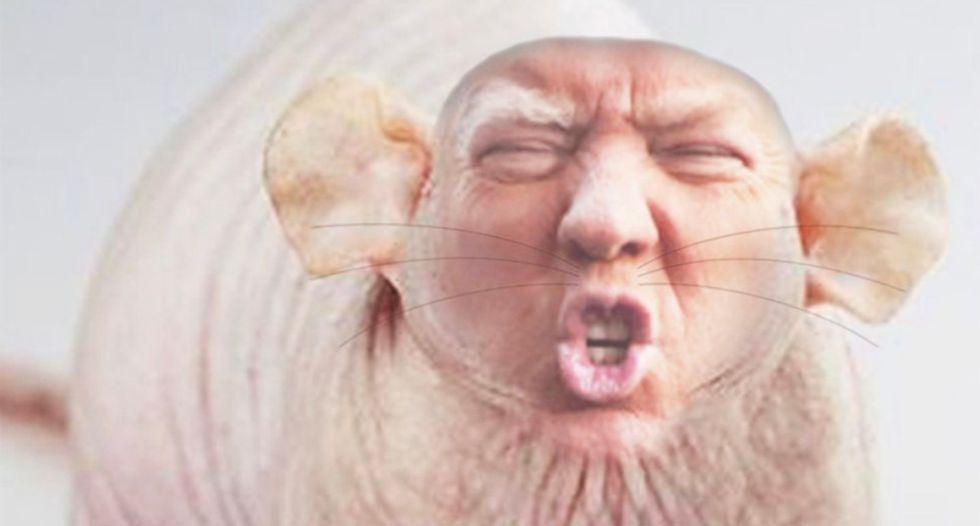 Internet pillories 'Vermin-in-Chief' Trump with a hilarious #TrumpIsARat pile-on